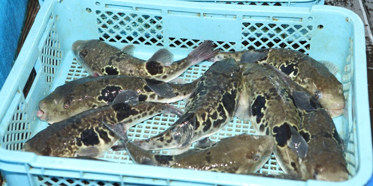 Torafugu was transported while swimming from the production site, after the weighing, there is no abnormality such as a scratch or the like, the craftsman carefully confirmed visually one by one tail. After that, it is transferred to a large aquarium and swim  freely, keep more high quality tiger fugu to the store.