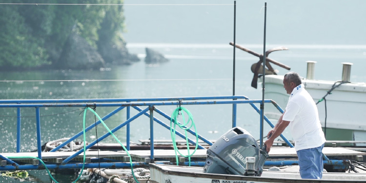 稚魚から成魚まで信頼できる生産者たちが丁寧に育て上げ、産地である長崎県平戸などから、市場を一切通さず直接店舗まで輸送することで、【最上級の美味しさ】の【泳ぎとらふぐ】を驚くほどリーズナブルな価格でご提供する事が可能となります。